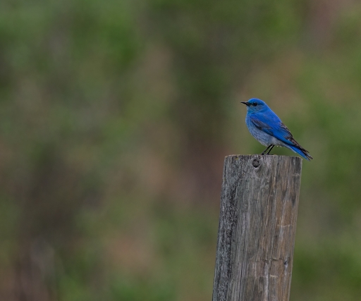 2019-06-14 / ramiot
ramiot [Faune sauvage]
