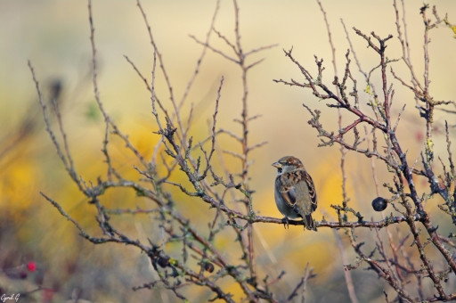 2019-09-21 / CarpoDingo
CarpoDingo [Faune sauvage]
