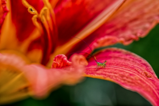 2019-06-21 / TOFTOF
TOFTOF [Macro et proxiphotographie nature]
