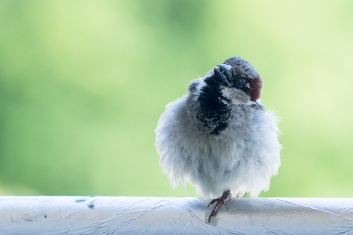 2020-05-09 / Gin.net
Gin.net [Faune sauvage]
