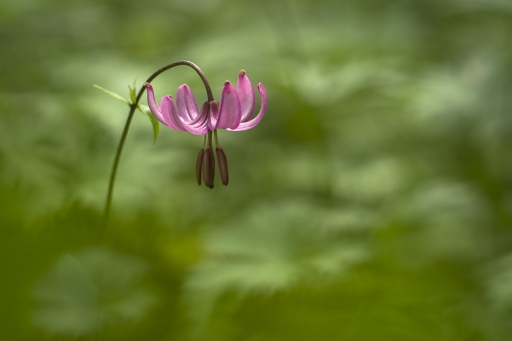2020-06-09 / Opus21
Opus21 [Flore et Botanique]
