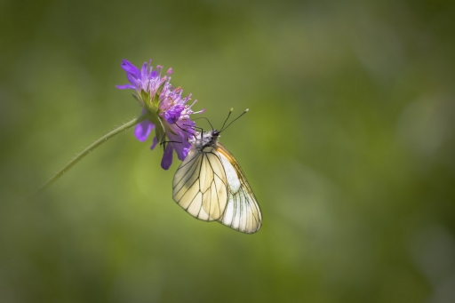 2020-06-26 / Opus21
Opus21 [Macro et proxiphotographie nature]

