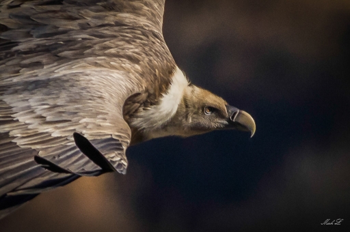 2017-11-25 / degun13113
degun13113 [Faune sauvage]
