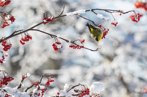 2021-01-16 / ASM
ASM [Faune sauvage]
