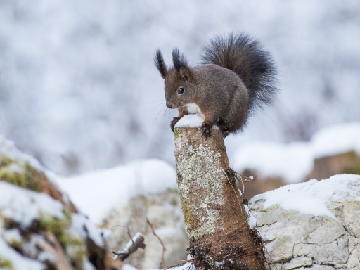 2022-01-22 / ASM
ASM [Faune sauvage] 
