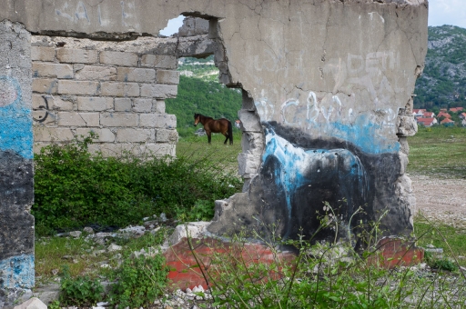 2022-08-06 / ASM
ASM [Animaux domestiques ou captifs]
