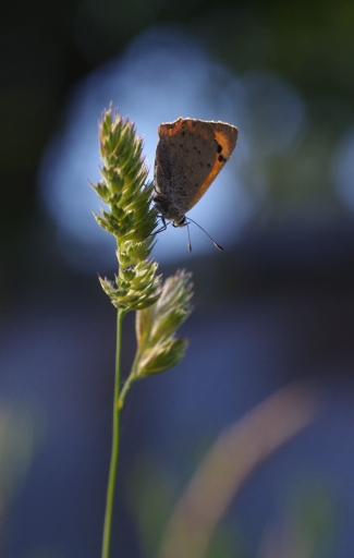2022-05-28 / papy57
papy57 [Macro et proxiphotographie nature]
