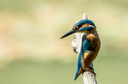 2019-07-04 / degun13113
degun13113 [Faune sauvage]
