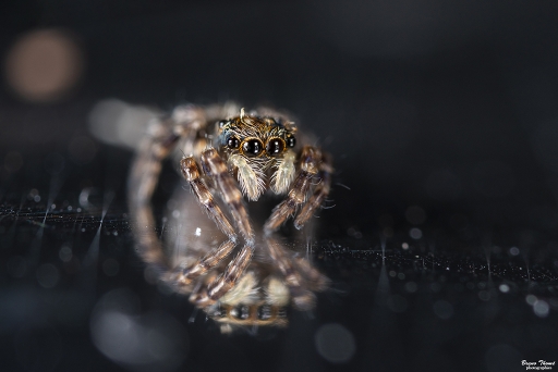 2019-07-11 / Daenelyn
Daenelyn [Macro et proxiphotographie nature]
