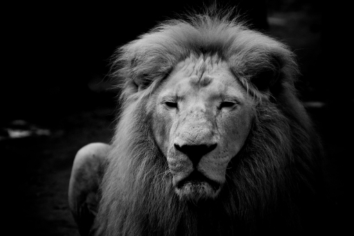 2018-10-26 / Marceline
Marceline [Animaux domestiques ou captifs]
