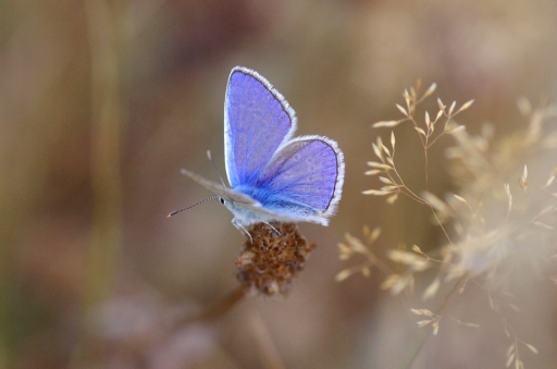 2022-08-05 / papy
papy57 [Macro et proxiphotographie nature]
