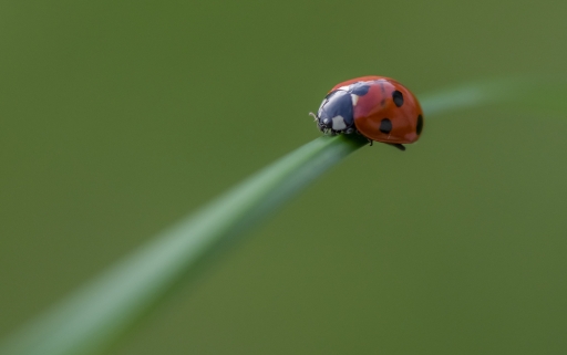 2020-04-18 / Mickmac
Mickmac [Macro et proxiphotographie nature]
