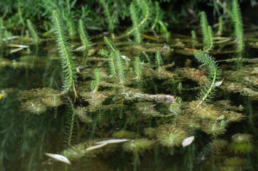 2023-06-03 / Pech_les oies 
Pech_les oies [Flore et Botanique]
