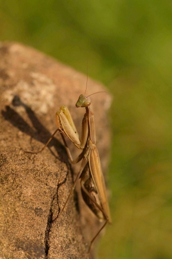 2019-10-17 / papy57
papy57 [Macro et proxiphotographie nature]
