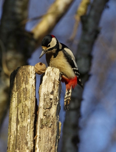 2024-01-13 / papy57
papy57 [Faune sauvage] 

