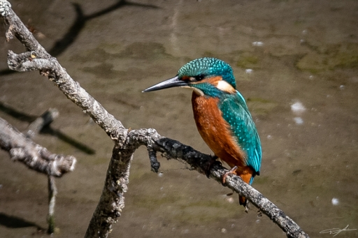 2019-09-12 / logan955
logan955 [Faune sauvage]
