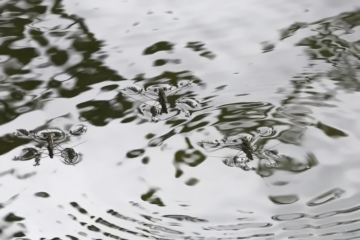 2022-12-16 / OursDePyrene
OursDePyrene [Macro et proxiphotographie nature]
