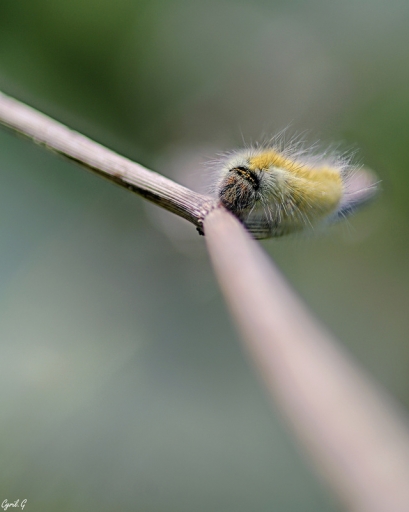 2017-09-16 / CarpoDingo
CarpoDingo [Macro et proxiphotographie nature]
