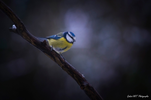 2021-12-03 /  CarpoDingo
CarpoDingo [Faune sauvage] 
