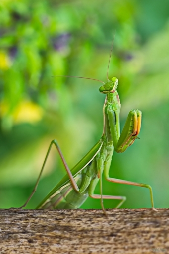 2022-10-01 / OursDePyrene
OursDePyrene [Macro et proxiphotographie nature]
