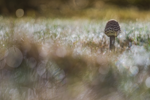 2019-11-02 / olilignan
olilignan [Flore et Botanique]
