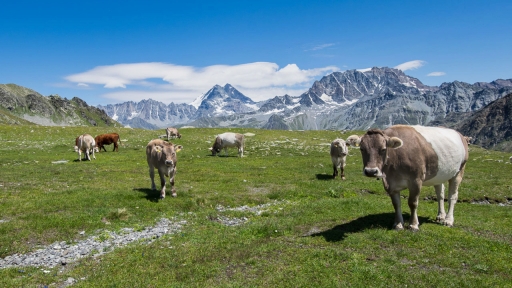 2019-11-09 / ASM
ASM [Animaux domestiques ou captifs]
