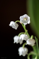 Nom du fichier=1705040912245667315020218.jpg
Taille du fichier=187Ko
Dimensions : 681x1024
Ajouté le : 05 Mai 2017 1705040912245667315020218.jpg