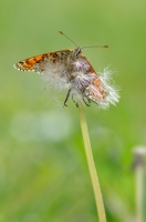 Nom du fichier=20042310033716866416758128.jpg
Taille du fichier=146Ko
Dimensions : 596x900
Ajouté le : 23 Avril 2020 20042310033716866416758128.jpg