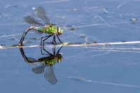 Nom du fichier=20052809220724179816815342.jpg
Taille du fichier=458Ko
Dimensions : 1280x853
Ajouté le : 28 Mai 2020 20052809220724179816815342.jpg