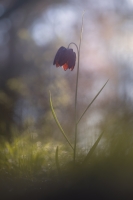 Nom du fichier=210301080635391891.jpg
Taille du fichier=282Ko
Dimensions : 854x1280
Ajouté le : 01 Mars 2021 210301080635391891.jpg