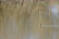 Nom du fichier=21030407061859662.jpg
Taille du fichier=214Ko
Dimensions : 1200x798
Ajouté le : 04 Mars 2021 21030407061859662.jpg