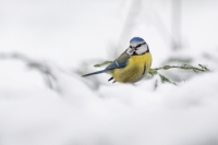 Nom du fichier=24011905322024454618340619.jpg
Taille du fichier=254Ko
Dimensions : 1280x853
Ajouté le : 19 Janvier 2024 24011905322024454618340619.jpg