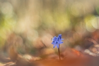 Nom du fichier=24030106094224958918365908.jpg
Taille du fichier=343Ko
Dimensions : 1200x800
Ajouté le : 01 Mars 2024 24030106094224958918365908.jpg