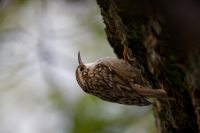 Nom du fichier=24041903394324454618391417.jpg
Taille du fichier=279Ko
Dimensions : 1280x853
Ajouté le : 19 Avril 2024 24041903394324454618391417.jpg