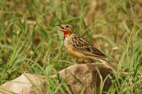 Nom du fichier=24051001345826329518403736_ret.jpg
Taille du fichier=489Ko
Dimensions : 800x534
Ajouté le : 10 Mai 2024 24051001345826329518403736_ret.jpg