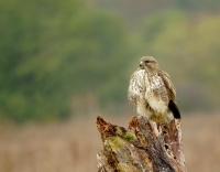 Nom du fichier=31789261318_6416e7e70c_o.jpg
Taille du fichier=474Ko
Dimensions : 1280x999
Ajouté le : 02 Novembre 2018 31789261318_6416e7e70c_o.jpg