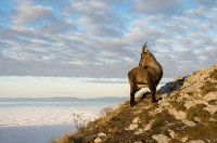 Nom du fichier=50783122487_8bb4cfef69_o.jpg
Taille du fichier=473Ko
Dimensions : 1280x851
Ajouté le : 31 Décembre 2020 50783122487_8bb4cfef69_o.jpg