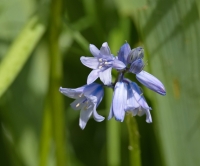 Nom du fichier=CWEVRb-jacinthe1.jpg
Taille du fichier=428Ko
Dimensions : 1024x855
Ajouté le : 20 Avril 2024 CWEVRb-jacinthe1.jpg