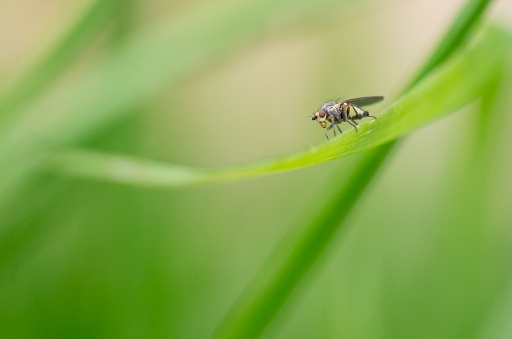 2014-04-01 / Gko
Gko [Macro et proxi-photo]
