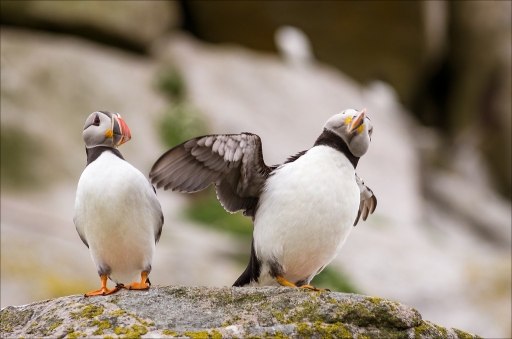 2014-04-15 / pierrot73210
pierrot73210 " Saltees islands "
