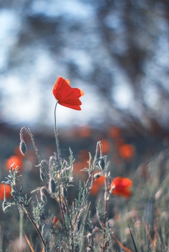 2014-05-25 / olilignan
olilignan [Fleurs]
