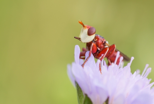 2014-06-14 / neosilencers
neosilencers [ Macro et proxi-photo]

