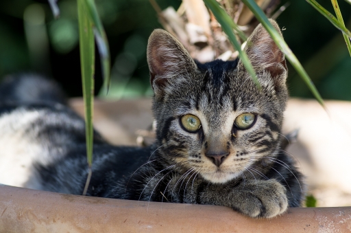 2014-10-07 / miczfr
miczfr [ Animaux de compagnie ]
