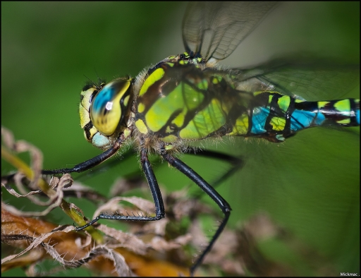 2014-10-21 / mickmac
mickmac [Macro et proxi-photo]
