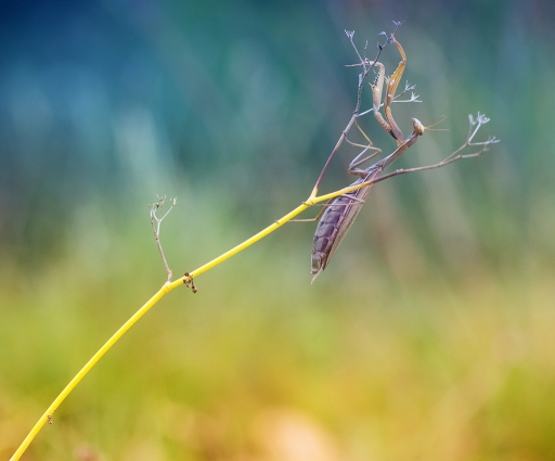 2014-12-09 / olilignan
olilignan [ Macro et proxi-photo ]

