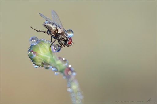 2014-11-25 / torr penn
torr penn [ Macro et proxi-photo ]
