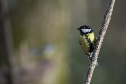2014-01-18 / Mathieu
Mathieu  "mesanges"
