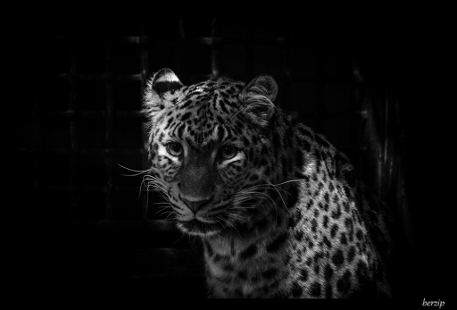 2014-01-13 / berzip
berzip [Noir et Blanc, Sepia et desaturation partielle]
