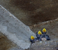 Nom du fichier=14081504292813423112454743.jpg
Taille du fichier=301Ko
Dimensions : 1024x881
Ajouté le : 15 Août 2014 14081504292813423112454743.jpg