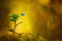 Nom du fichier=150223041526291310.jpg
Taille du fichier=161Ko
Dimensions : 1024x685
Ajouté le : 23 Février 2015 150223041526291310.jpg